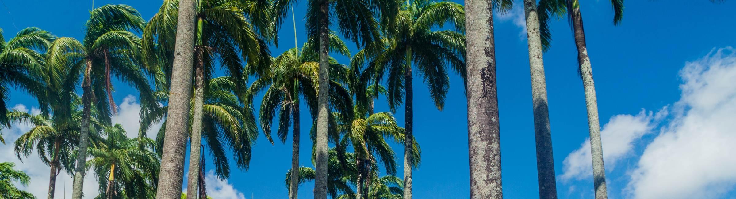 Des palmiers en Guyane Française