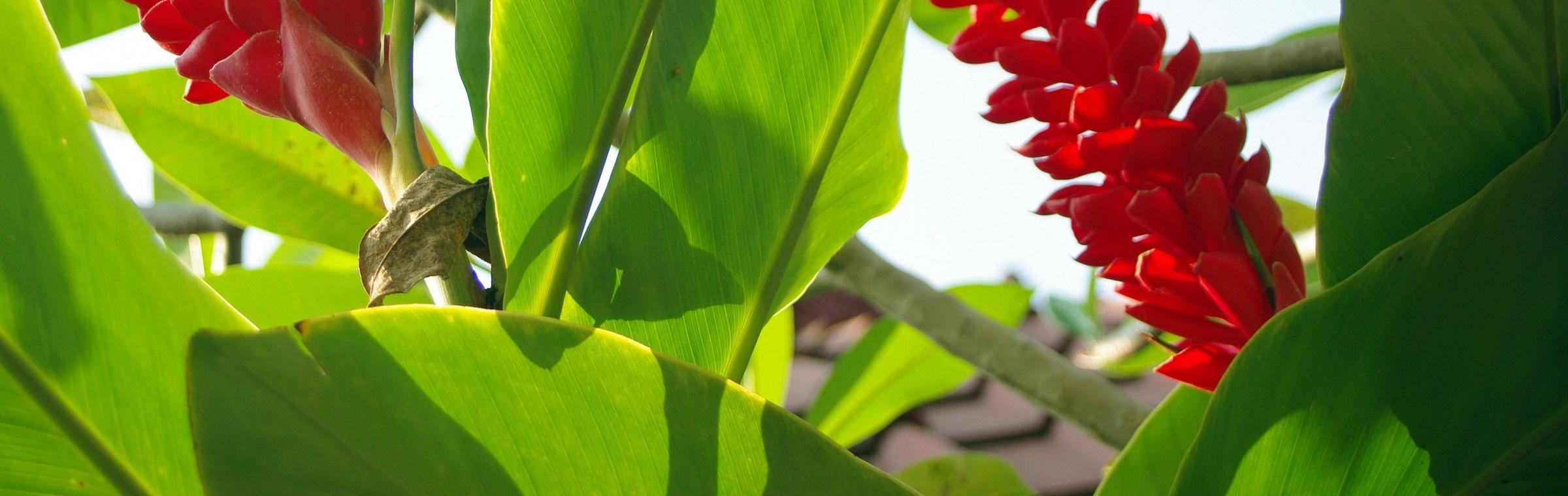 Des fleurs sauvages à Saint-Laurent-du-Maroni