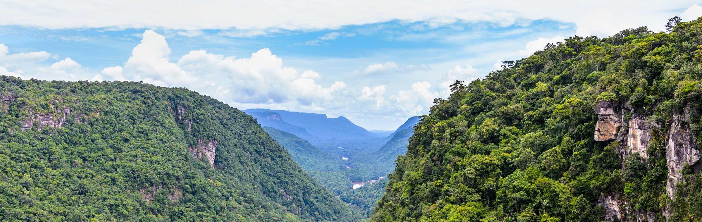 La jungle en Guyane française